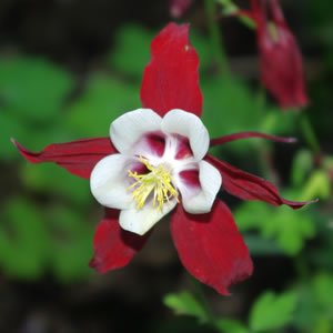 Aquilegia hybrida Crimson Star 
